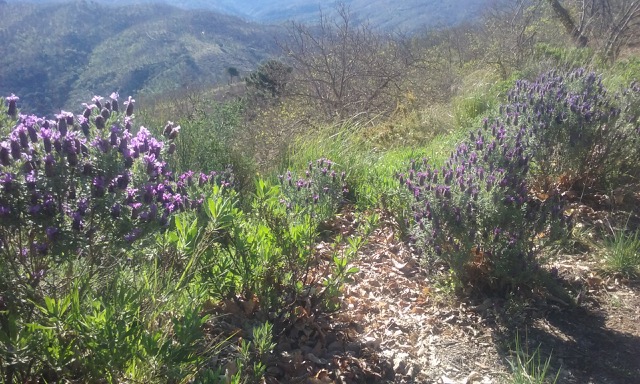 Lavandula Stoechas growing wild in Andalucía. Photo © snobb.net